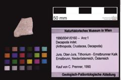 Foto (Objekt + Etiketten) von Decapoda indet. (NHMW-GEO-1990-0041-0160)